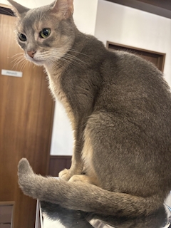 える
