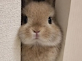 もも🍑
