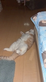 chiko