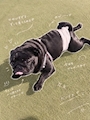 chiko