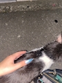 chiko