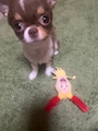 chiko