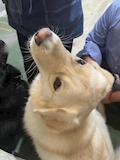 まよ