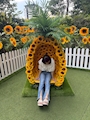 ひまわり🌻*.