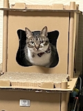 みずき