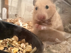 れい「あ」