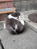 あいな