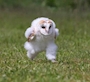 chiko
