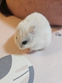 chiko