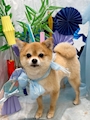 chiko