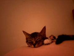 にあ