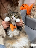 なな