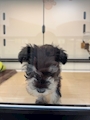 chiko