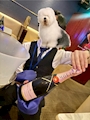 chiko