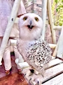 chiko