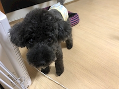 プロフィール写真2・さわき(スタッフ)|六本木Excellent 岡山中央町店・エクセレント - 岡山市(中央町)のキャバクラ