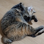 chiko
