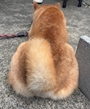 新着ブログ 🐾