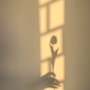 あみ