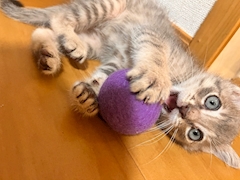 あんぬ