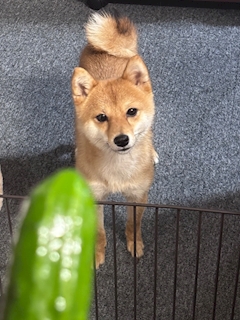 はなちやん
