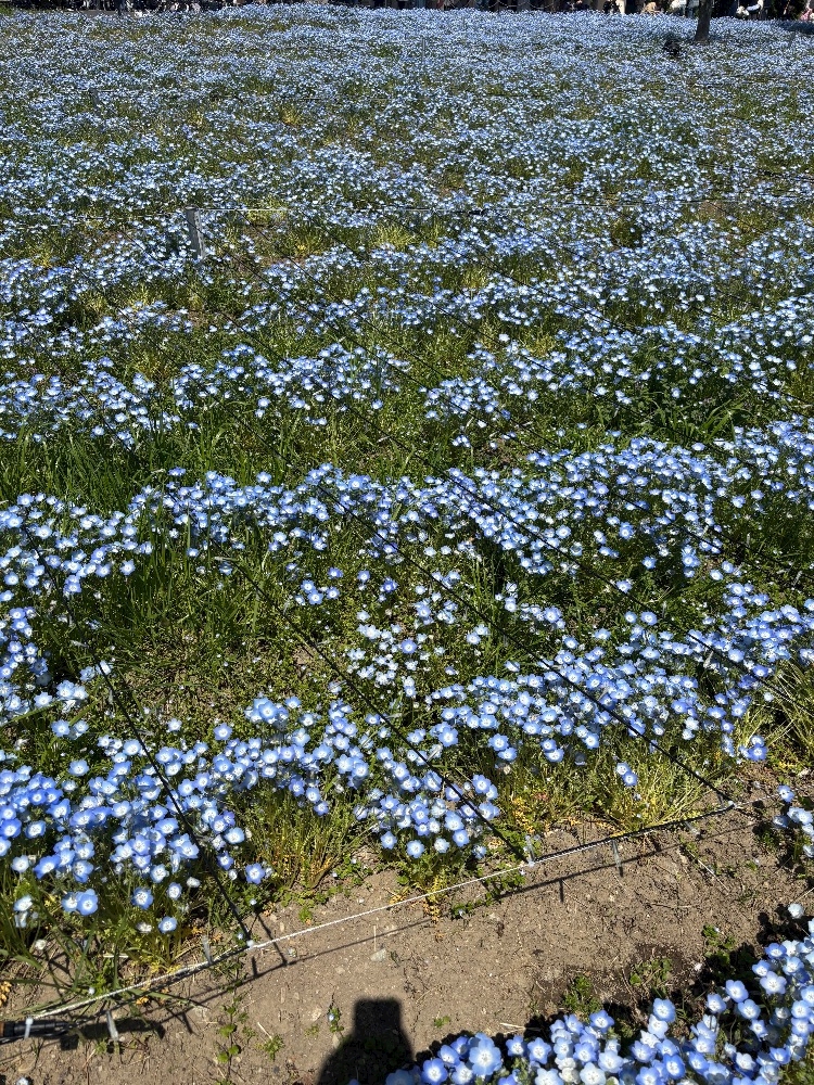 のあ