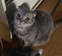 chiko