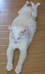 chiko