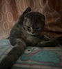 chiko