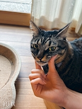 にゃん