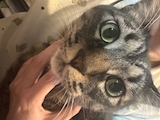 にゃん