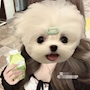 もも
