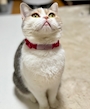chiko