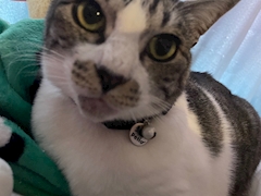 可愛い🐈🐈🐈🐈🐈
