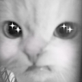 女の子の名前