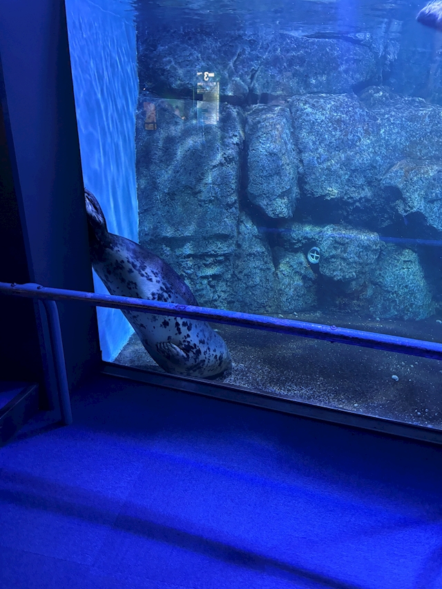 ひまわり