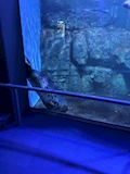 ひまわり