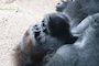 新着ブログ 上野動物園🦍