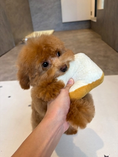 プロフィール写真3・ユウカ🐶🐾‪‪｜CLUB BLANC・ブラン - 堂山町のキャバクラ