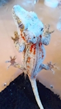 chiko