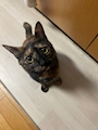 chiko