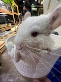 のん