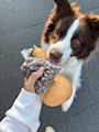 新着ブログ 🍂 🐶お散歩中に、秋を拾ってきました。