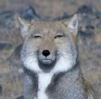 あゆちゃん🦊 楽GAKU 金山本店