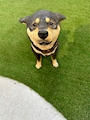 chiko