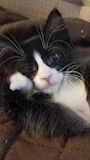 chiko