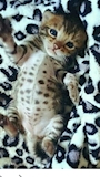 chiko