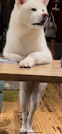 chiko