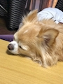 chiko