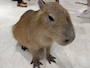 せら